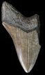 Partial, Serrated Megalodon Tooth - Georgia #45994-1